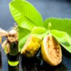 guava-seed-oil